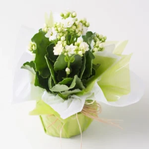 Flor da Fortuna Branca para Presente